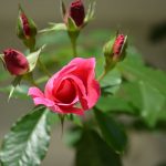 kletterrose_2017_09_rot