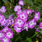 phlox_2017_09