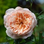 rose_2017_09_apricot