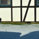 maxine_jaspar_2018_02_sonne