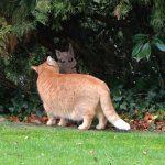 sander_2017_12_rostkatze