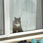 mira_2018_02_hauskatze