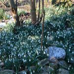 snowdrops_2018_02