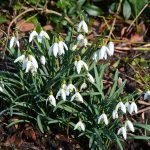 snowdrops_2018_02_bloom