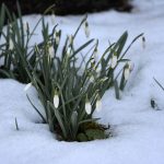 snowdrops_2018_02a