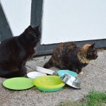 jaspar_maxine_2018_04_futterstelle